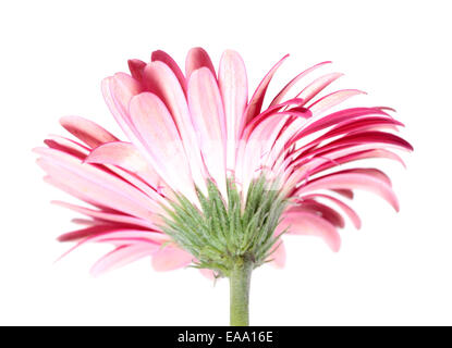 Rosa Gerbera Blume auf weiß von der Rückseite Stockfoto