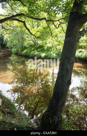 Friedliche Flusslandschaft mit Sonnenlicht, das durch die Bäume filtert, und Reflexionen, die auf dem ruhigen Wasser glitzern Stockfoto