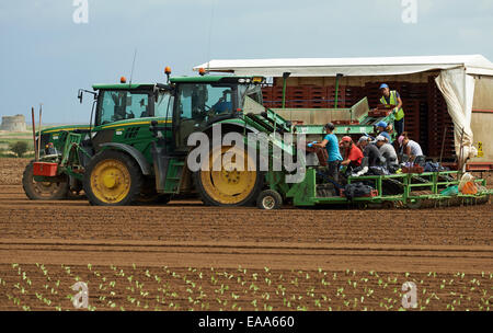 Arbeitsmigranten aus Osteuropa Pflanzen Salate auf dem britischen Bauernhof Stockfoto