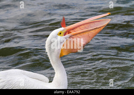 Amerikanischer weißer Pelikan (Pelecanus Erythrorhynchos) schlucken einen großen Fang. Galveston, Texas, USA. Stockfoto