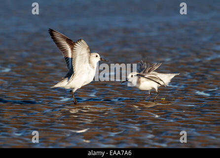 Sanderlinge (Calidris Alba) im Winterkleid Streit an der Ozeanküste. Galveston, Texas, USA. Stockfoto