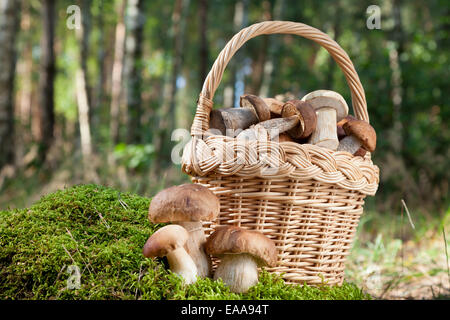 Korb mit Pilzen (Ceps) auf Moos im Wald Stockfoto