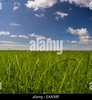 Sommertag mit grünen Rasen, blauer Himmel, Island Stockfoto