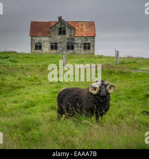 RAM mit langen Hörnern Weiden lassen von einem verlassenen Bauernhaus, Island Stockfoto