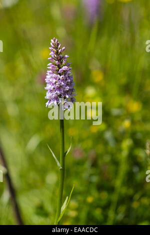 Gemeinsamen entdeckt Orchidee Dactylorhiza fuchsii Stockfoto