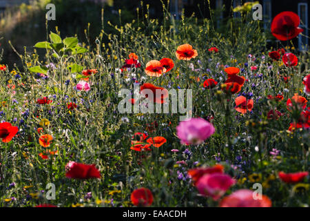 Mohn in eine Wildblumenwiese Stockfoto