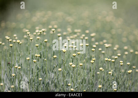 Santolina chamaecyparissus, Baumwolllavender Stockfoto