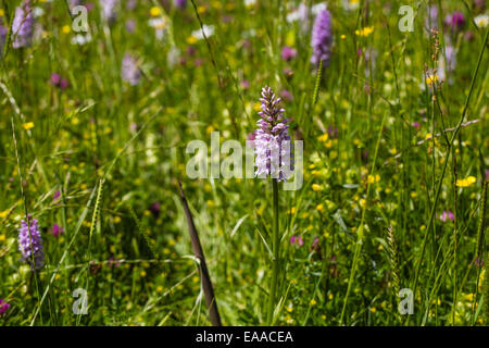 Gemeinsamen entdeckt Orchidee Dactylorhiza fuchsii Stockfoto