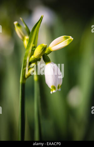 Leucojum Aestivum Frühling Schneeflocke Stockfoto