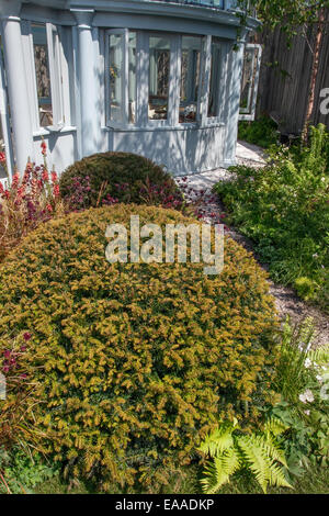 Chelsea Flower Show 2014 Konservatorium konfrontiert durch eine Pflanzung von Stauden und Farne Puncuated durch abgeschnittene Kugeln von Taxus baccata Stockfoto