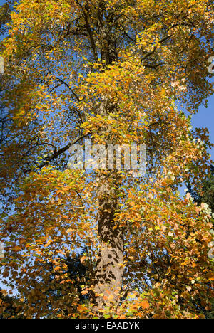 Bunte Tulpenbaum im Herbst im Westonbirt Arboretum, Gloucestershire, England Stockfoto