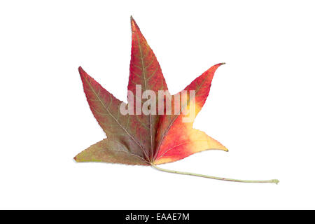 Herbstliche Farbwechsel in einem Ahornblatt Stockfoto