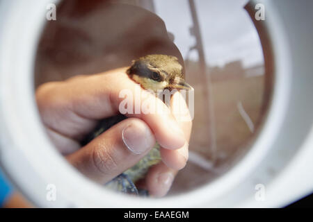 Ein junger Mädchen, ein Vogelbeobachter und Naturliebhaber, einen kleineren wilden Vogel in ihren Händen hält. Stockfoto