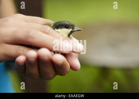 Ein junger Mädchen, ein Vogelbeobachter und Naturliebhaber, einen kleineren wilden Vogel in ihren Händen hält. Stockfoto