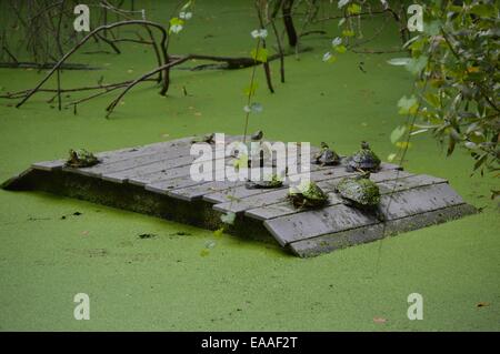 Schildkröte hängen! Stockfoto