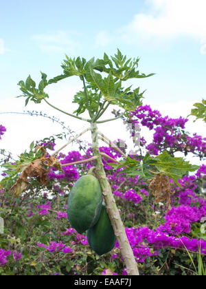 Mangos auf einem Mangobaum Stockfoto