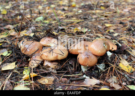 schöne Pilzen Suillus im Wald Stockfoto