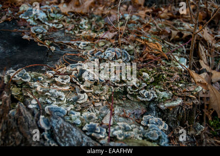 Pilze Pilz [Baumstumpf] Abstraktion Kunst Stockfoto