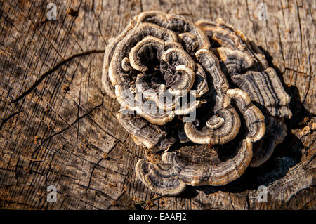 Pilze Pilz [Baumstumpf] Abstraktion Kunst Stockfoto