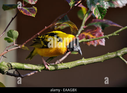 Schwarze Spitze Weber (Ploceus Melanocephalus) Stockfoto