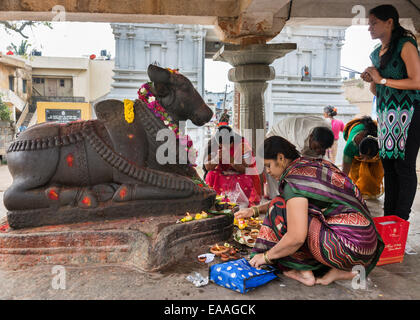 Verehren Nandi auf Sri Naheshwara in Bangalore. Stockfoto