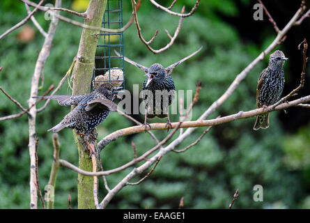 Londonderry, Nordirland. 10. November 2014. Großbritannien Wetter. Stare streiten über den Zugang zu Garten Vogelhäuschen auf einem kalten November-Nachmittag. Bildnachweis: George Sweeney/Alamy Live-Nachrichten Stockfoto