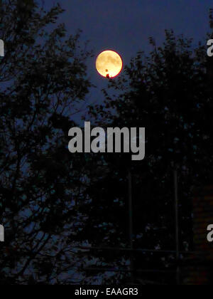 Der Vollmond steigt über Bäume in Nightingale Lane, Wanstead, London E11 Stockfoto