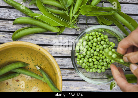 Schüssel mit frisch gepflückten Erbsen. Stockfoto