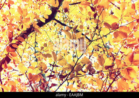 Herbstlandschaft. Schöne Gold fallen in den Baum. Sunburst Vintage Instagram Bild. Stockfoto