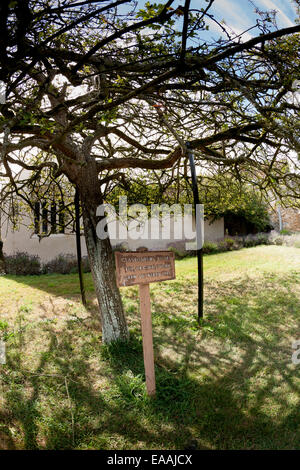 Glastonbury Dorn, einem alten Weißdorn Baum auf dem Gelände des Glastobury Abbey, Somerset Stockfoto