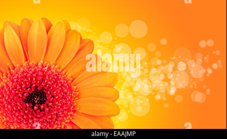 Makroaufnahme von Gerber Blüte Detail mit glänzenden Unschärfe Hintergrund, geringe Tiefenschärfe Stockfoto
