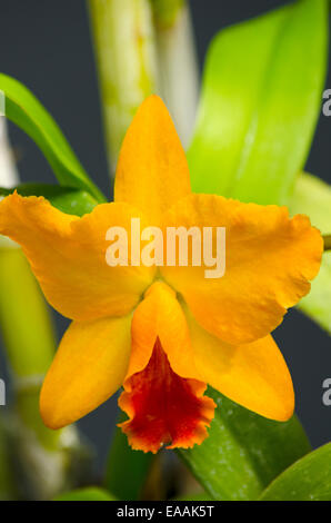 Spektakuläre Orchidee in voller Blüte in einem Wintergarten/Gewächshaus. Schuss mit einem Teleobjektiv Tiefenschärfe zu erstellen. Stockfoto