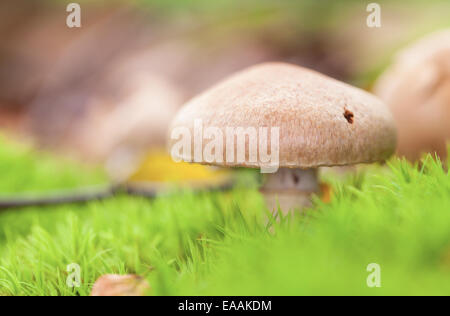 Makrofoto des einzigen Pilz in Moos Stockfoto