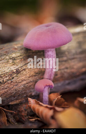 Makrofoto des poison Pilze Stockfoto