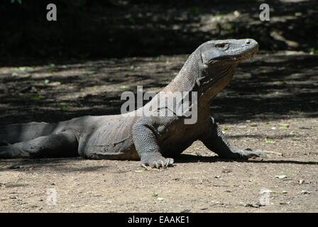 Komodo Dragon in den natürlichen Lebensraum Stockfoto