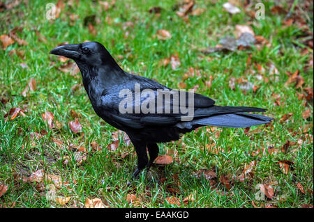 Gemeinsamen Raven / northern Rabe (Corvus Corax) zu Fuß auf dem Boden im Grünland Stockfoto