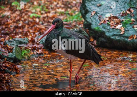 Schwarzstorch (Ciconia Nigra) auf Nahrungssuche im Teich im herbstlichen Wald Stockfoto