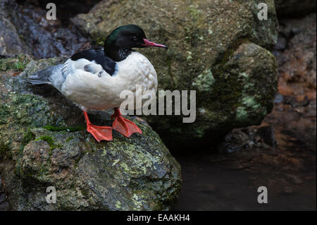 Gemeinsamen Prototyp / Gänsesäger (Mergus Prototyp) männlich ruht auf Felsen entlang Teich Stockfoto