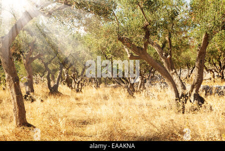 Mediterrane Oliven Bereich mit alten Olivenbäumen Stockfoto