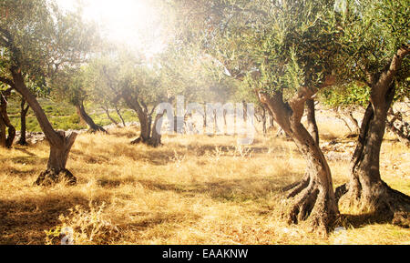 Mediterrane Oliven Bereich mit alten Olivenbäumen Stockfoto