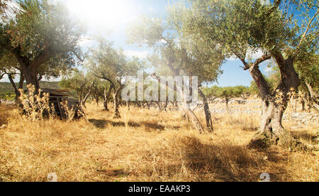 Mediterrane Oliven Bereich mit alten Olivenbäumen Stockfoto