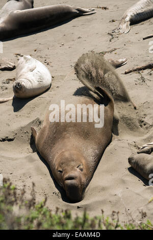 See-Elefanten in Big Sur, Kalifornien, USA Stockfoto