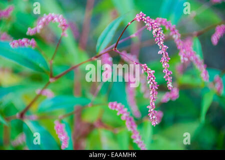 Nahaufnahme der einzigartigen dünnen lila Blüten an dünnen Stielen weich grün und lila Hintergrund. Stockfoto