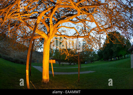 Glastonbury Dorn, einem alten Weißdorn Baum auf dem Gelände des Glastobury Abbey, Somerset Stockfoto