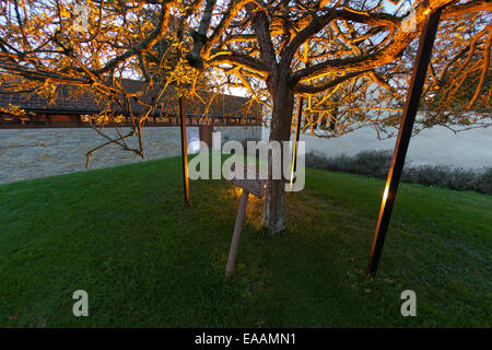 Glastonbury Dorn, einem alten Weißdorn Baum auf dem Gelände des Glastobury Abbey, Somerset Stockfoto