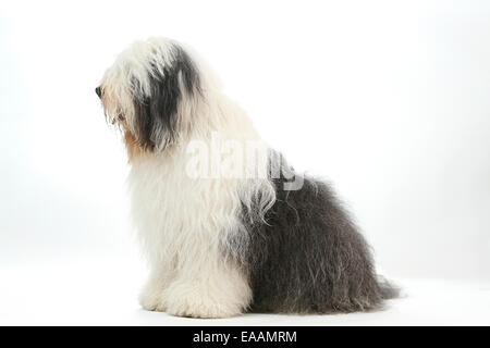 Alte englische Schäferhund oft im Zusammenhang mit Dulux Farbe Anzeige Stockfoto