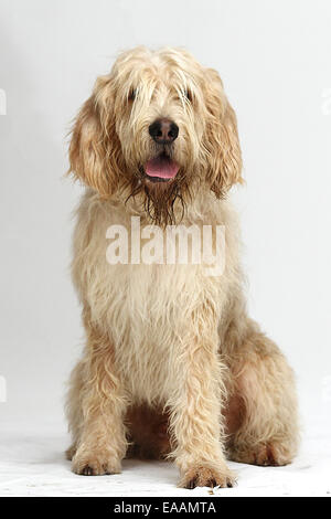 Otter Hound auf weißem Hintergrund Stockfoto