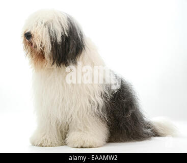 Alte englische Schäferhund oft im Zusammenhang mit Dulux Farbe Anzeige Stockfoto