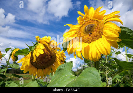 Gelbe Sonnenblumen im Feld vor blauem Himmelshintergrund Stockfoto