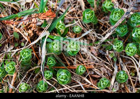 Angehende Grünpflanzen stossen durch alten Toten Rasen mit Tautropfen. Stockfoto